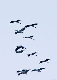 Low angle view of birds flying in sky