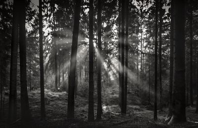 View of trees in the forest
