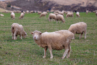 Sheep in a field