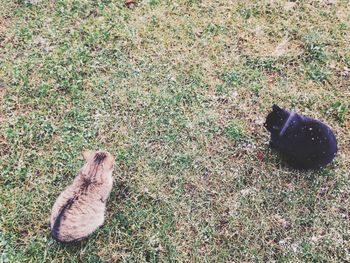 High angle view of shoes on ground
