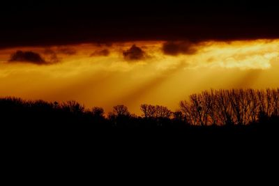 Silhouette of trees at sunset