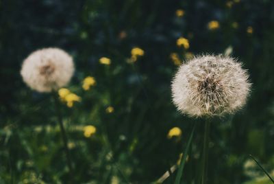 Close-up of dandelion flower