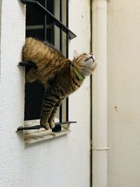 Cat looking through window