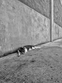 View of cat sleeping on wall