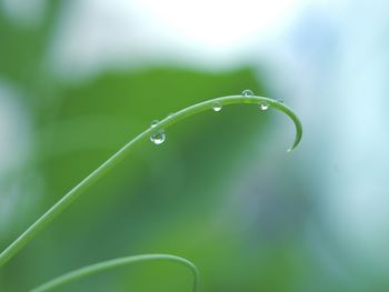 Close-up of water drops on leaf