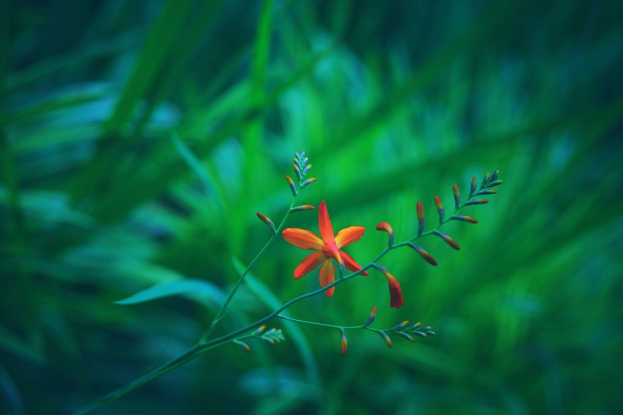 focus on foreground, close-up, plant, green color, selective focus, growth, red, leaf, nature, no people, outdoors, day, flower, field, beauty in nature, hanging, fragility, high angle view, sunlight, stem