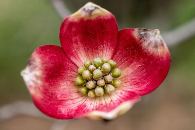 Close-up of pink flower