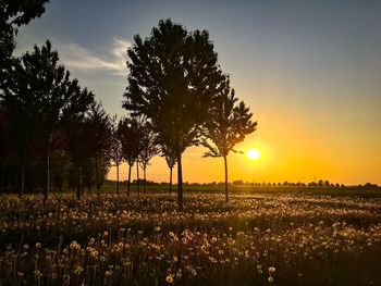 Scenic view of field against sky during sunset