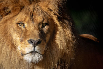 Close-up of a male lion.