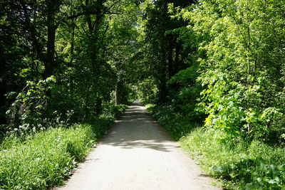 Footpath amidst trees in forest