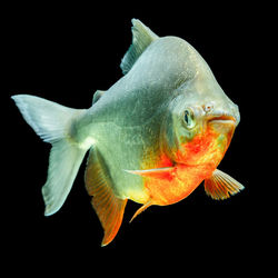 Close-up of fish swimming in sea