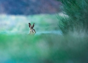 View of hare in forest