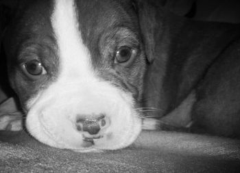 Close-up portrait of a dog