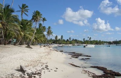 Scenic view of palm trees on beach against sky