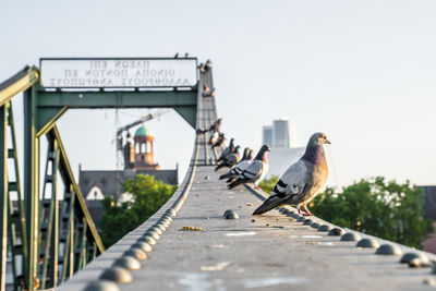 Pigeons perching on bridge railing