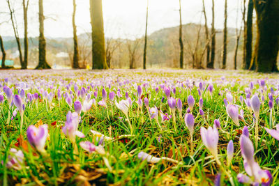 Purple crocus flowers growing on field