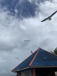 Low angle view of seagulls flying over building