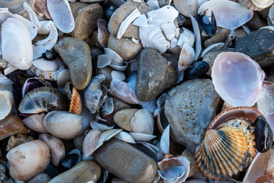 Full frame shot of shells on beach