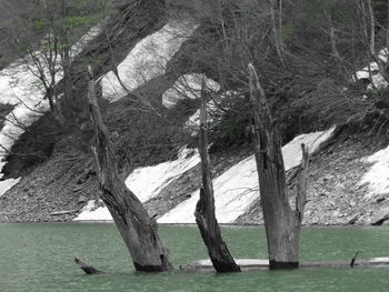 Trees on landscape