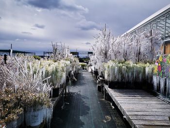 Footpath amidst flowering plants against sky