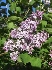 Close-up of pink hydrangea blooming outdoors