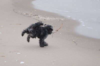 Cute happy little poodle dog at baltic sea beach in winter