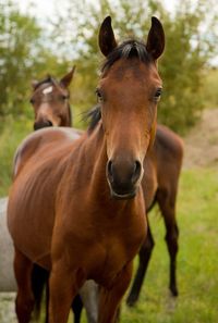 Horses standing in ranch