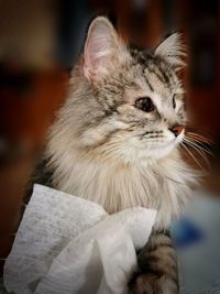 Close-up of cat looking away