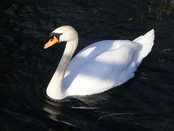 Swan swimming in lake