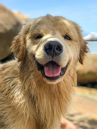 Close-up portrait of dog