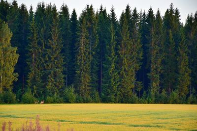 Scenic view of pine trees in forest