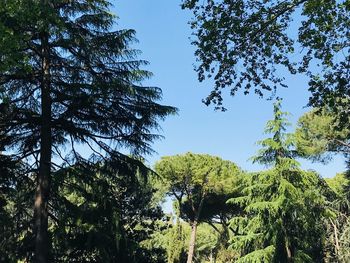 Low angle view of trees against sky