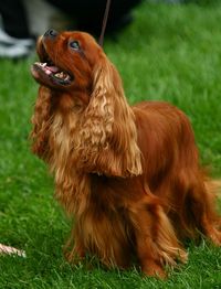 Portrait of a dog on field