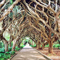 Empty road along trees