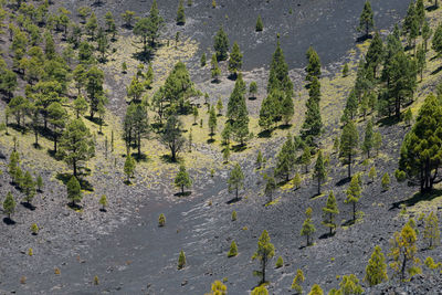 High angle view of pine trees in forest