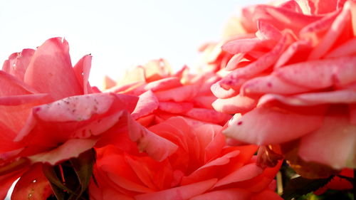 Close-up of pink flowers blooming outdoors