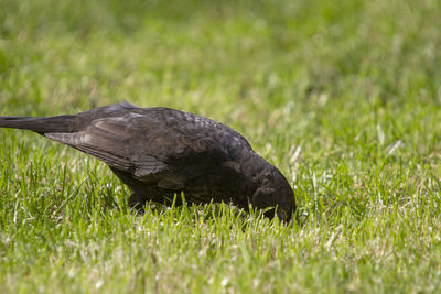 Close-up of a bird on grass