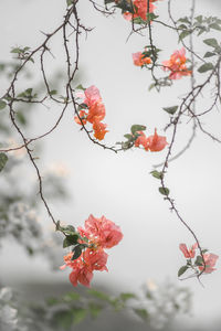 Close-up of red flowers