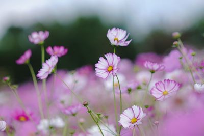 Close-up of pink flowering plants on field