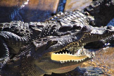 Close-up of crocodile in sea