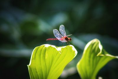 Close-up of butterfly on flower