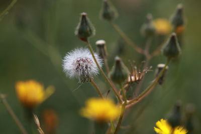 Close-up of flower against blurred background