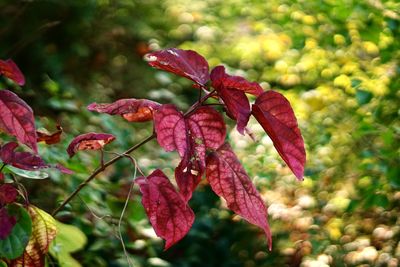 Close-up of red flowering plant