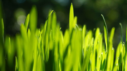 Close-up of fresh green grass in field