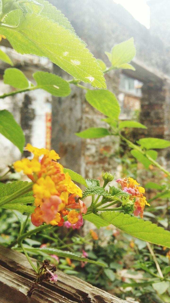 plant, growth, flower, leaf, beauty in nature, nature, freshness, no people, green color, focus on foreground, fragility, day, close-up, blooming, outdoors, flower head