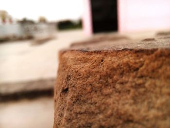 Close-up of plant against blurred background