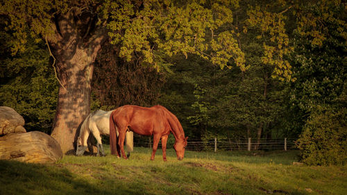 Horses grazing in a field