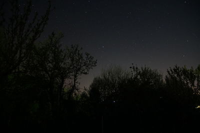 Low angle view of trees against sky at night