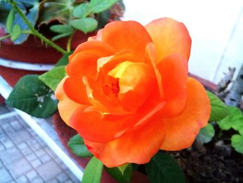 Close-up of orange rose