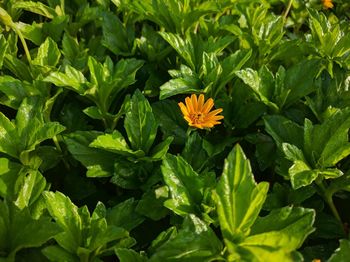 High angle view of orange flower growing on plant